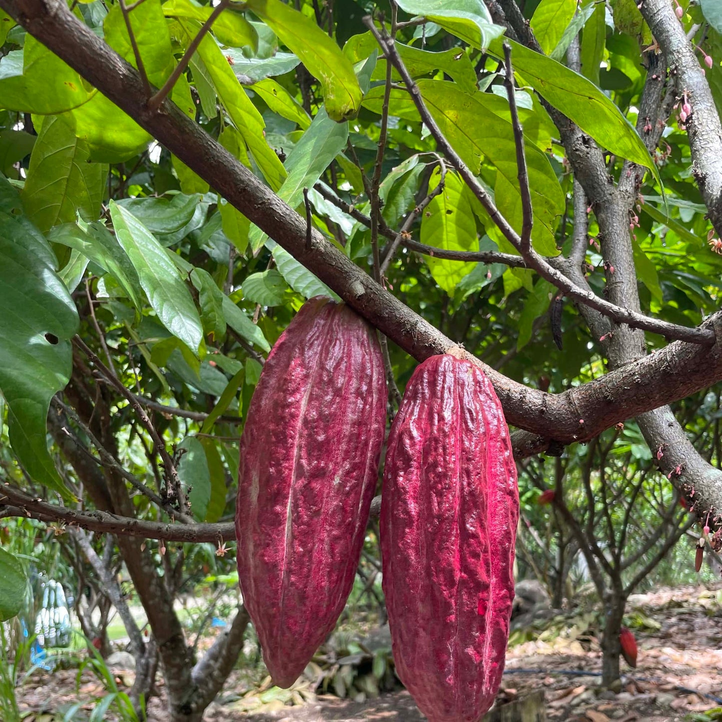 Ceremonial Grade Cacao